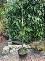 Ginkgo boompje, Ophalen, Overige soorten, Volle zon