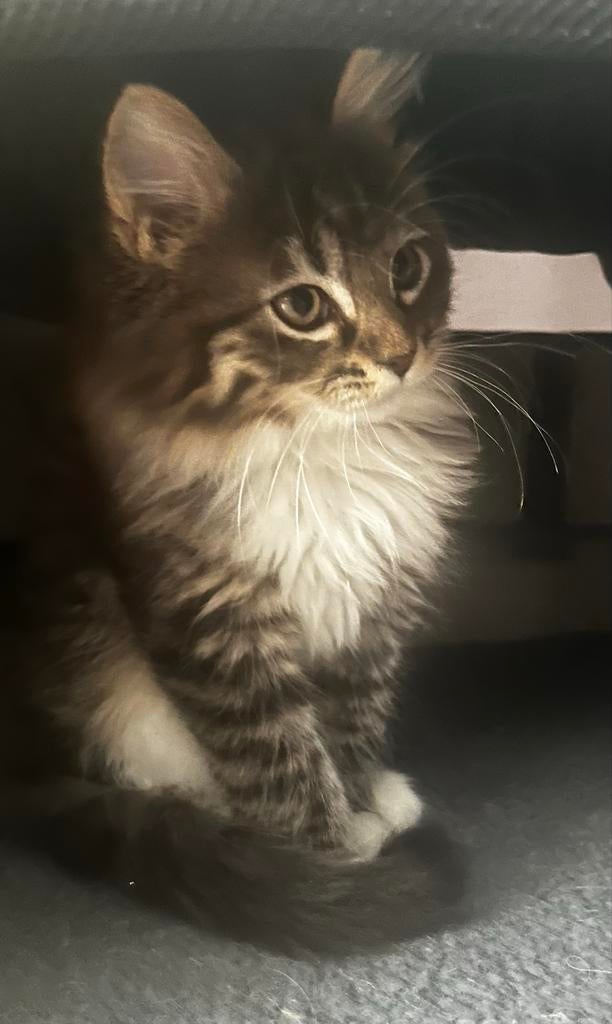 Maine Coon kitten zoekt nieuw huis., Poes