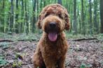 Australian labradoodle dekreu, Reu, Parvo, Eén hond, 3 tot 5 jaar