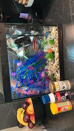 Vissen aquarium, Verzenden