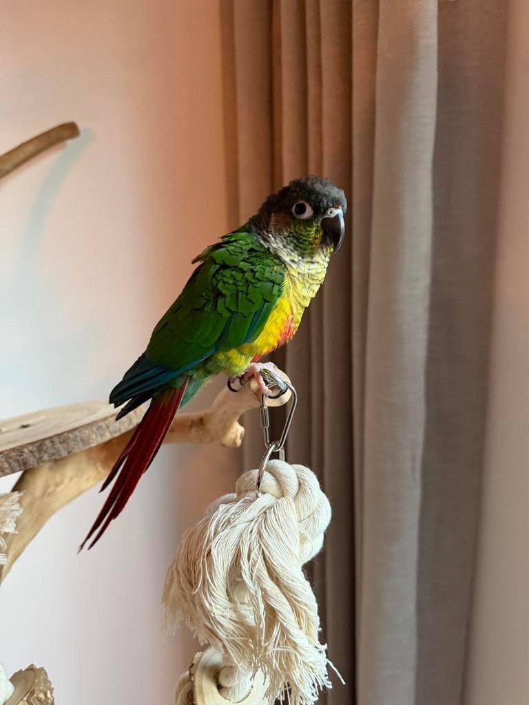 Lieve Pyrrhura Bo zoekt een nieuw thuis, Dieren en Toebehoren, Vogels | Parkieten en Papegaaien, Mannelijk, Parkiet, Tam