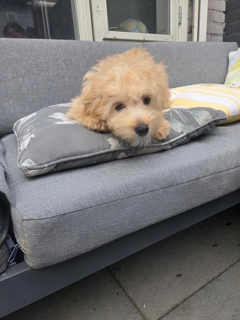 Boomer pups, Overige rassen, 8 tot 15 weken, Parvo, Meerdere