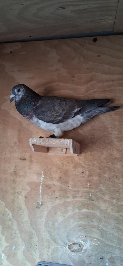 Kleurpostduiven, Dieren en Toebehoren, Mannelijk, Postduif