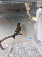 Baardsijs poppen, Vrouwelijk, Geringd