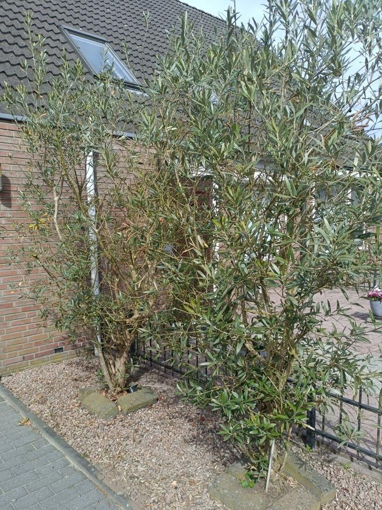 2 olijfbomen, Lente, 100 tot 250 cm, Olijfboom, Ophalen