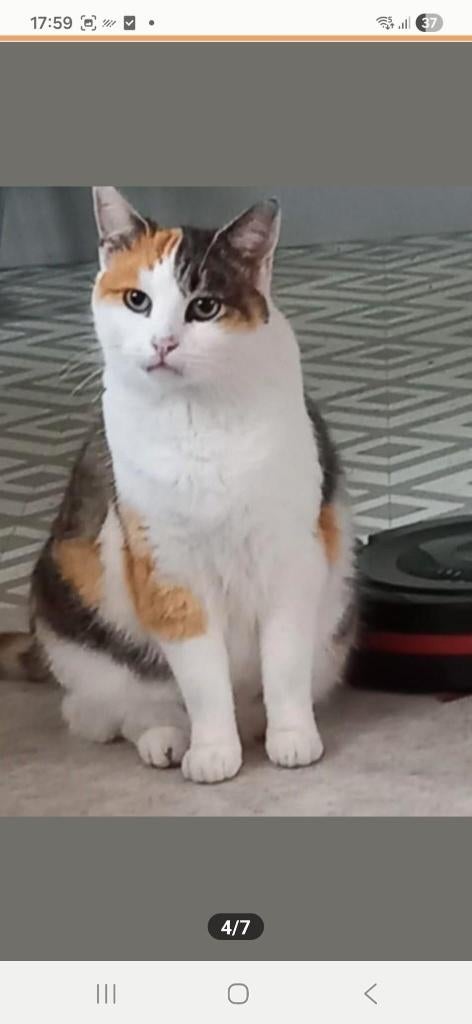 Lieve katten zoeken liefdevol thuis, Poes, Kortharig