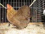 Cochin krielkippen: Goudpatrijs., Vrouwelijk, Kip