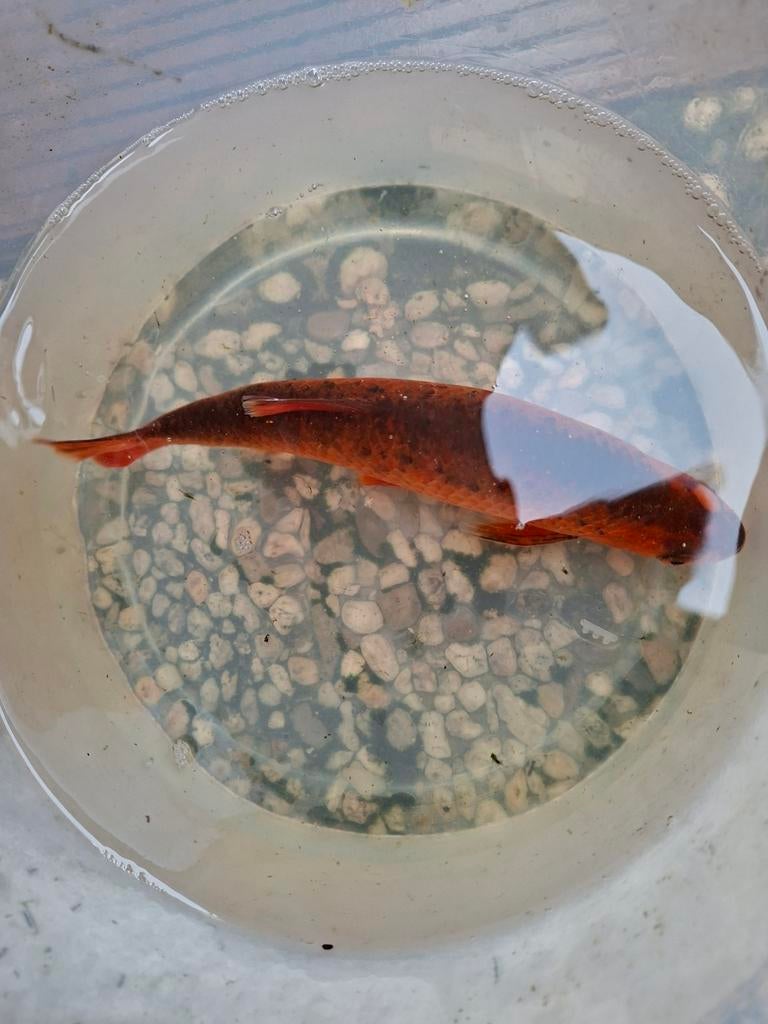 Heel bijzonder visje, Dieren en Toebehoren, Vissen | Aquariumvissen, Vis