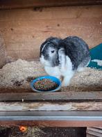 Hangoor konijn, Vrouwelijk