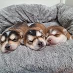 Pomsky pups beschikbaar, Dieren en Toebehoren, Honden | Niet-rashonden, 8 tot 15 weken, Meerdere, Meerdere dieren, Middel