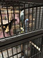 Halsband parkieten, Dieren en Toebehoren, Meerdere dieren, Parkiet, Tam