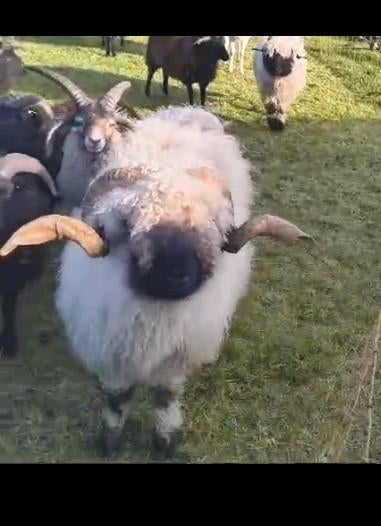Wallissers schwarznase dekram AAR-AAR, Mannelijk, Schaap, 3 tot 5 jaar