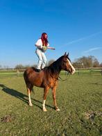 NIEUWE ADV! Gave arabier ruinen + draver merrie aangeboden😍, Minder dan 160 cm, Ruin, 7 tot 10 jaar, Westernpaard