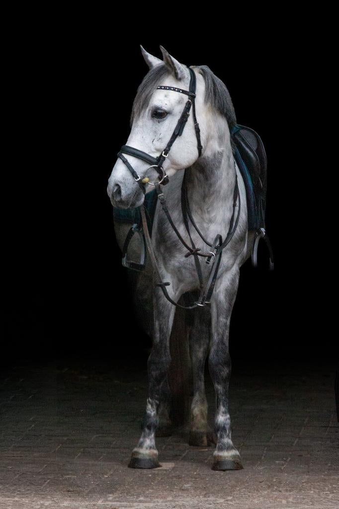 c pony merrie, Merrie, C pony (1.27m tot 1.37m), Gechipt, 7 tot 10 jaar