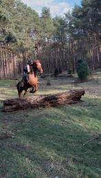 Recreatie E pony merrie 6 jaar, Dieren en Toebehoren, Pony's, Met stamboom, 3 tot 6 jaar, Recreatiepony, Merrie