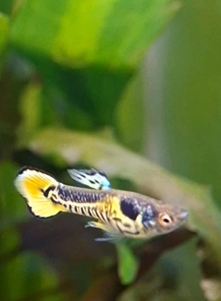 Endler guppies, Dieren en Toebehoren, Vis