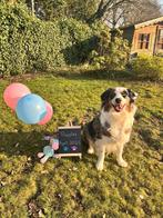 Australian Shepherd Puppys verwacht begin april., Dieren en Toebehoren, 8 tot 15 weken, Meerdere, Meerdere dieren, Herder