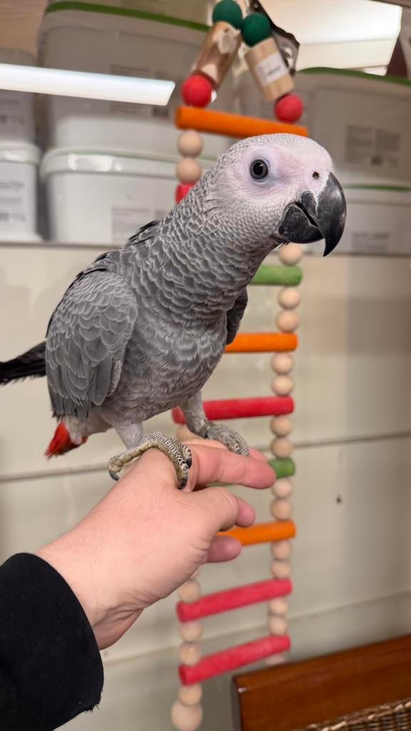 Baby Grijze Roodstaarten, Geslacht onbekend, Papegaai, Pratend