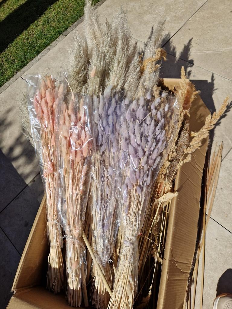 Grote doos droogbloemen: pampas, pluimen, lagurus roze/zalm, Ophalen of Verzenden, Nieuw