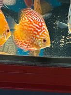 Discusvis red map, Dieren en Toebehoren, Vis, Zoetwatervis, Schoolvis