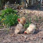 Broedeieren Cochin krielkip ZIJDEVEER, Dieren en Toebehoren, Pluimvee, Geslacht onbekend, Kip