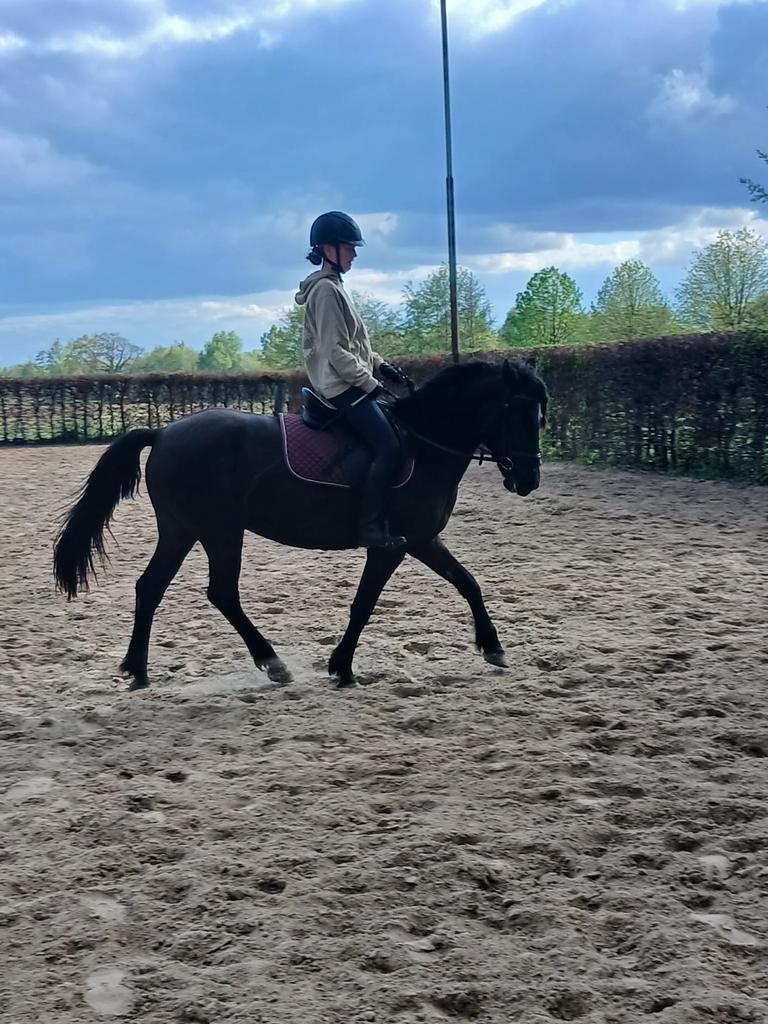 Mooie leergierige, 5 jarige d-pony merrie, Merrie, Recreatiepony, Gechipt, 3 tot 6 jaar