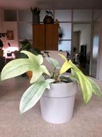 Philodendron Florida Ghost in Elho bloempot, Huis en Inrichting, Kamerplanten, Ophalen of Verzenden, In pot, Halfschaduw, Minder dan 100 cm