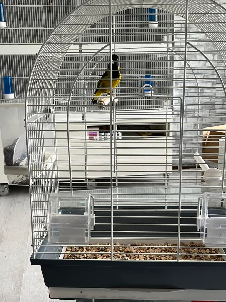 Zwarteborst sijs uit 2023, Mannelijk, Bastaard