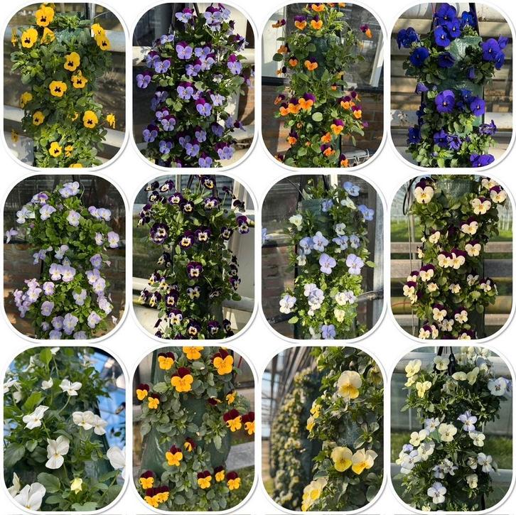 Violen wandhangers voor balkon & tuin (grote partij), Tuin en Terras, Planten | Tuinplanten, Eenjarig, Overige soorten, Halfschaduw