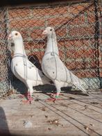 Mooie kleurpostduiven, Dieren en Toebehoren, Mannelijk, Postduif