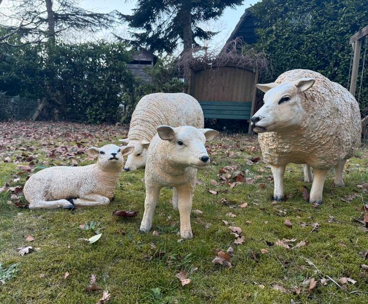 Texelse Schapen Familie Grote  Set van 4 Polyester texelaar, Tuin en Terras, Tuinbeelden, Nieuw, Kunststof, Ophalen