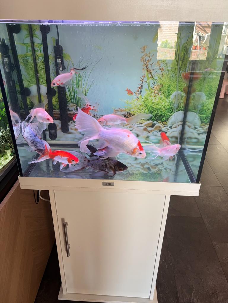 Complete aquarium, Dieren en Toebehoren, Vissen | Aquaria en Toebehoren, Ophalen of Verzenden, Zo goed als nieuw, Gevuld zoetwateraquarium