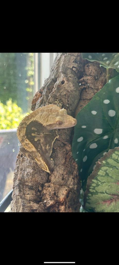 Wimper Geckos Crested Gecko - unknown for sale from Daan Zuidveld