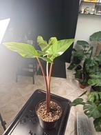 Diverse stekjes en planten alocasia,monstera, Ophalen, Overige soorten, Halfschaduw, In pot