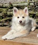 🥰 Lieve schattige leuke pomsky pup, mag verhuizen, Dieren en Toebehoren, Parvo, 8 tot 15 weken, Meerdere, Meerdere dieren