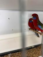 Koppel pennant wildkleur, Dieren en Toebehoren, Vogels | Parkieten en Papegaaien, Meerdere dieren, Parkiet, Geringd