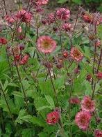 Geum Bell Bank - nagelkruid, Tuin en Terras, Volle zon, Vaste plant, Lente, Ophalen