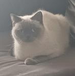 britse korthaar kittens bleupoint, Dieren en Toebehoren, Katten en Kittens | Raskatten | Korthaar