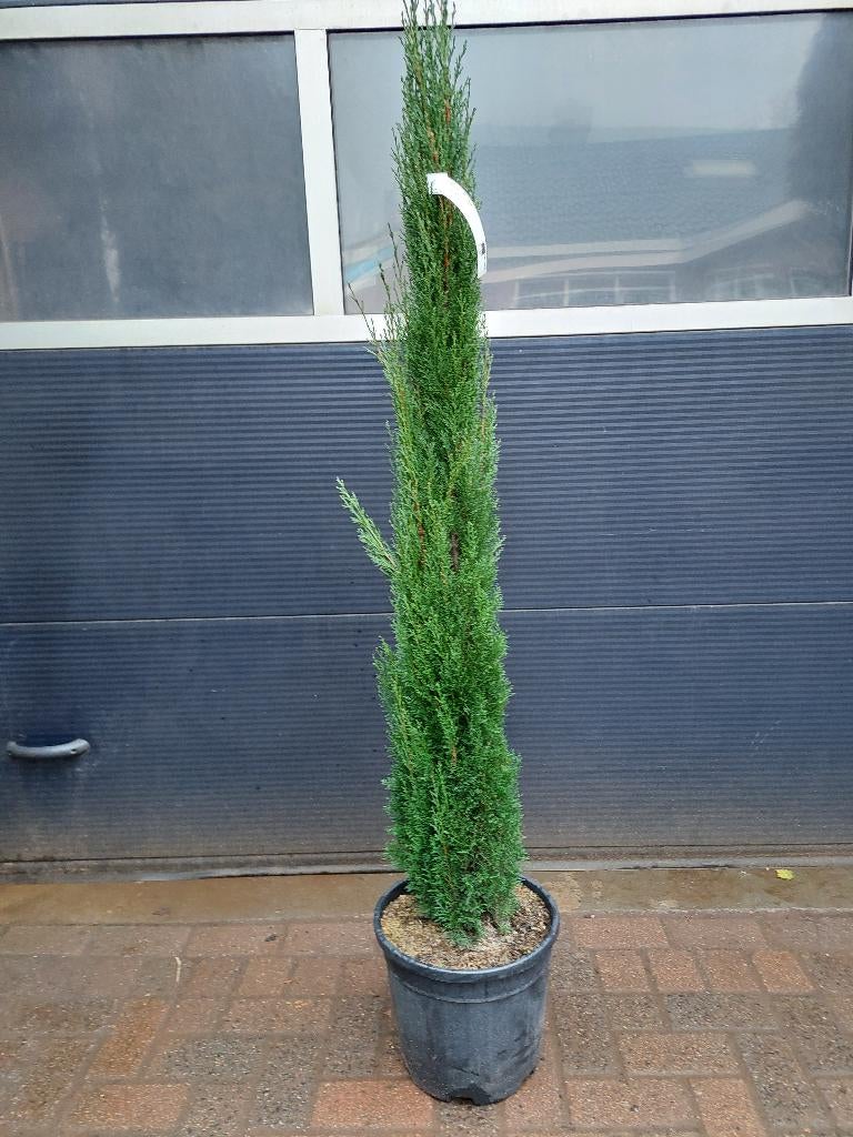 Cupressus Sempervirens 'Totem' -Italiaanse Cipresboom H178cm, 100 tot 250 cm, Zomer, Zuilboom, Ophalen