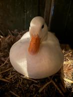 Op reservering: kwaker kuikens diverse kleuren, Dieren en Toebehoren, Meerdere dieren, Eend