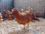 Jonge legkippen, Vrouwelijk, Kip