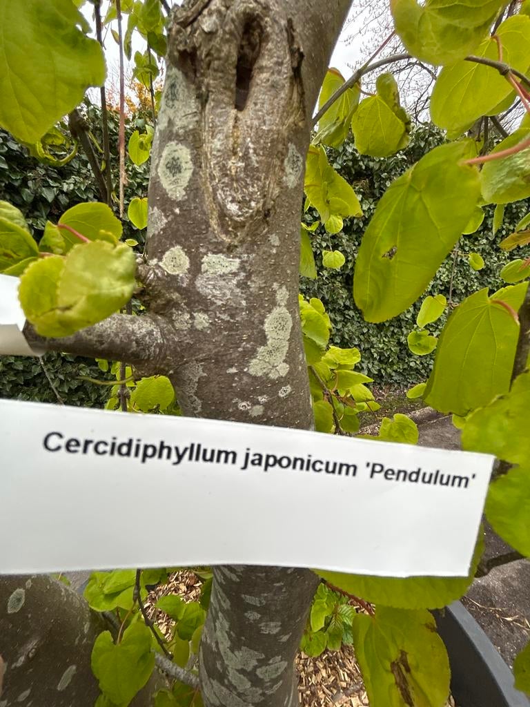 Cercidiphyllum japonicum 'Pendulum' - Treurige Katsuraboom, Vaste plant, Bloeit niet, Halfschaduw, Ophalen