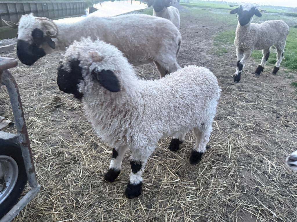 Tekoop wallischer schwarznase ramlam, Mannelijk, Geit