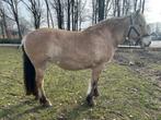 4 jr fjord merrie, Dieren en Toebehoren, Pony's, Merrie, Met stamboom, 3 tot 6 jaar, Onbeleerd
