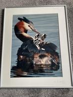 Ingelijste Fuut met jongen -  Fred Hazelhoff, Ophalen of Verzenden, Zo goed als nieuw, Foto of Poster, Oorspronkelijke maker