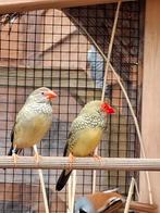 Bewezen koppel binsenastrildes., Dieren en Toebehoren, Meerdere dieren