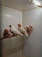 5 zebravink mannen, Dieren en Toebehoren, Vogels | Overige Vogels, Mannelijk, Tropenvogel