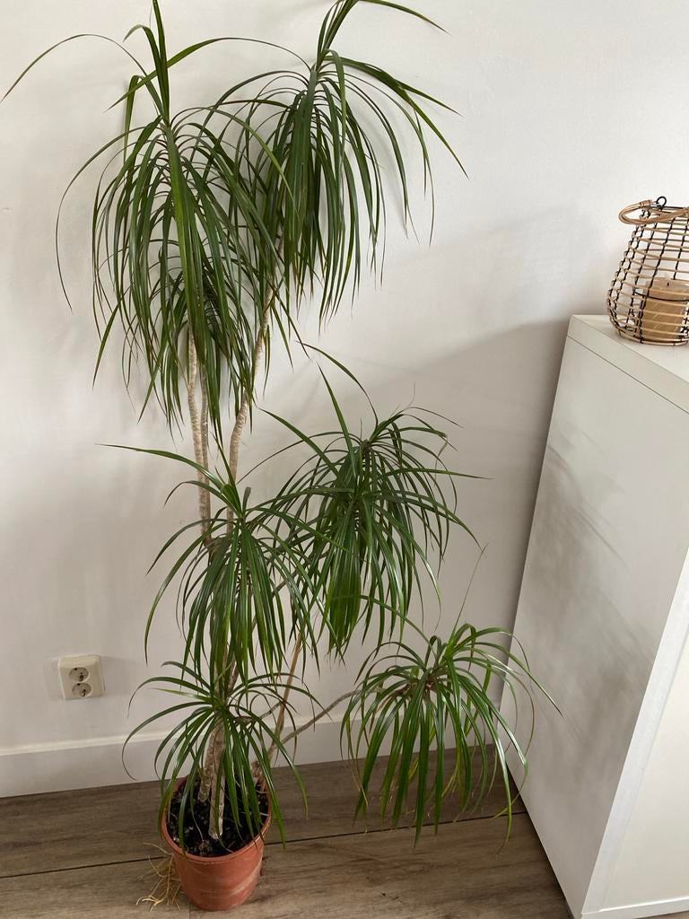 Grote Dracaena Marginata - Elegante Kamerplant, Ophalen, Overige soorten, Halfschaduw, In pot
