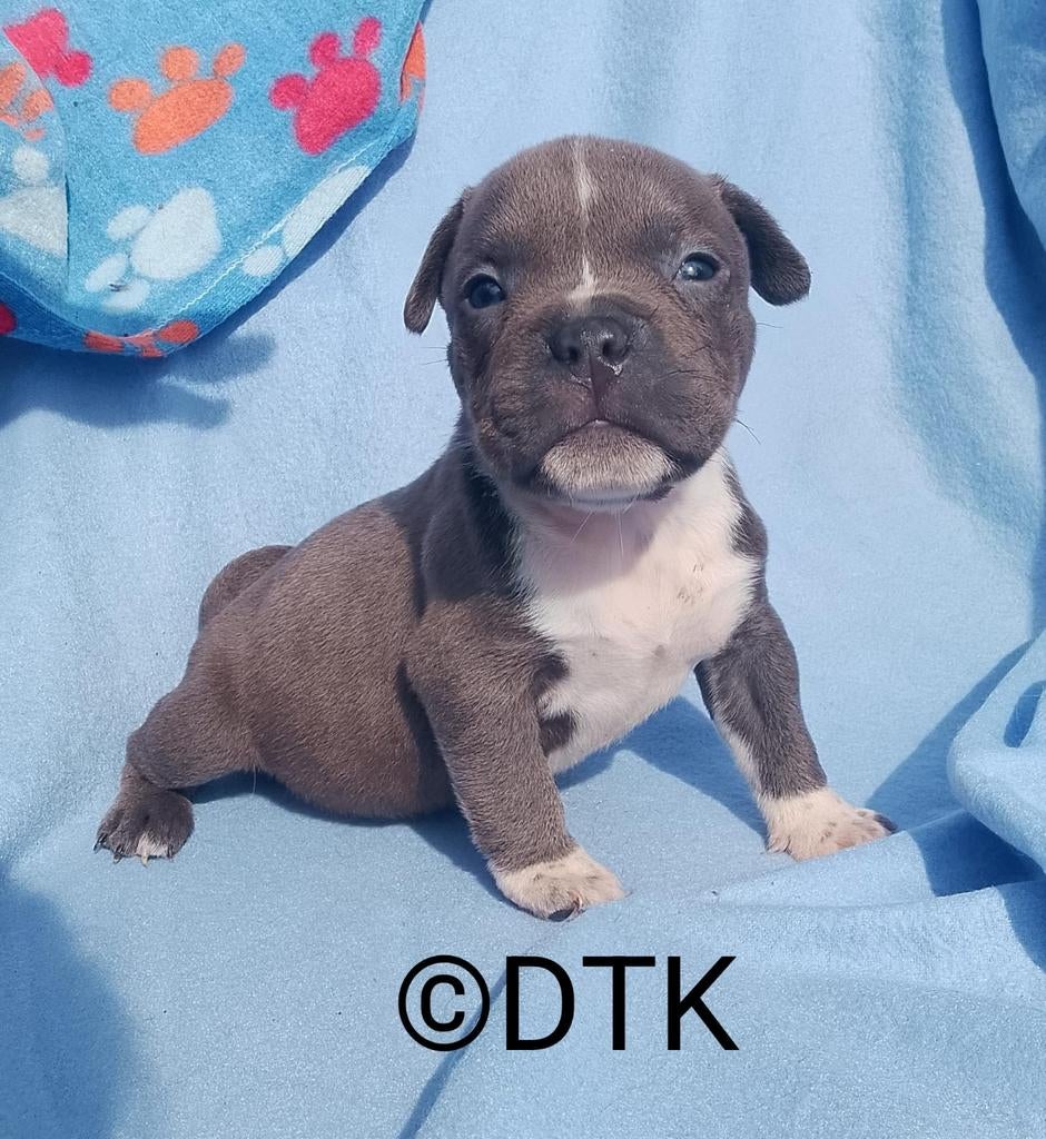 Exotic bully micro extreem ABKC LIMITED EDITION, 15 weken tot 1 jaar, Overige rassen, Parvo, Meerdere