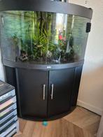 Juwel trigon 190, Dieren en Toebehoren, Vissen | Aquaria en Toebehoren, Ophalen, Gevuld zoetwateraquarium